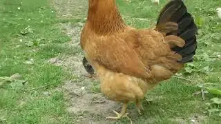 Курица с цыплятами для рассматривания детям.