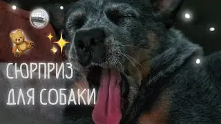 Сюрприз для собаки