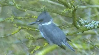 Belted Kingfisher at Roach Bridge, 18/03/2022