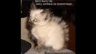 Побрей кошку! shave a cat!