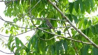 Variegated Flycatcher (Empidonomus varius), French Guiana