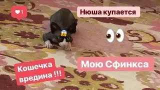 Как купать сфинксов?/ Уход за лысой кошкой)/Нюша купается🐈❤️