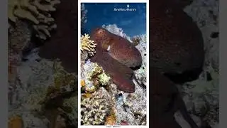 How do octopuses change their body color? (🎥 - @Sealovers.)