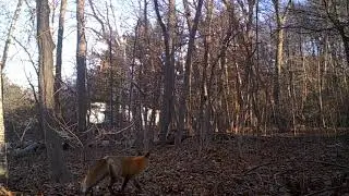 Fox