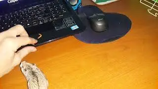 Gonzales hamster un kurdu besleme