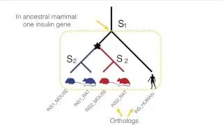 What are HOGs (Hierarchical Orthologous Groups)?
