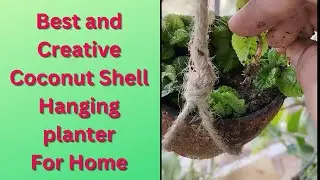 Best and Creative Coconut Shell Hanging planter For Home