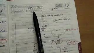 Translation in Eukaryotes l part 3 l easy to learn l complete notes