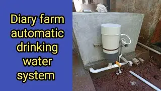Diary farm automatic drinking water system 