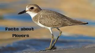#nature  Nature Birds - Unique facts about Plovers