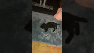 Sable the kitten playing with the cat dancer toy