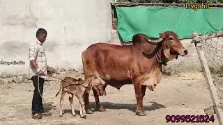 🍁गीर गाय यहां से खरीदें 🤗🤗|  Dvgohil  | 9099521524 #cow #animals