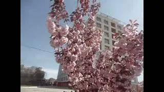 За что мы любим весну  Поздравляем детей