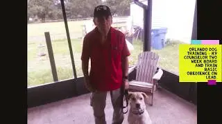 Orlando Dog Training Services with Bob Gailey