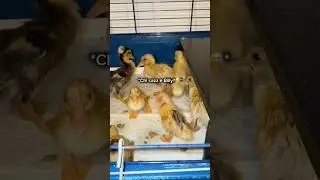 I put the swimming pool💦 for the ducks🫠 *bad idea*