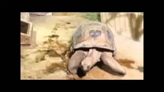 Ich war im Zoo😇