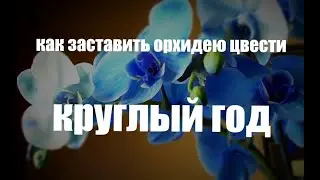 Как заставить орхидею цвести круглый год