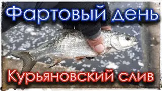 Курьяновский слив. Фартовый день.
