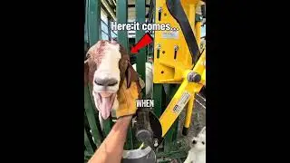 His goat didn't expect that(Cred:@draperranch via tk)