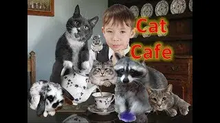 Кото кафе +Енот и Кролик. Дом для животных в Киеве. CAT CAFÉ.