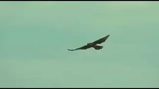 выходил на поля молодой Агроном