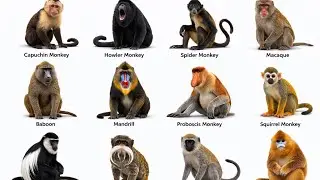Every Type of Monkey in the World Explained in 8 minutes | 12 Monkey Species Compared 