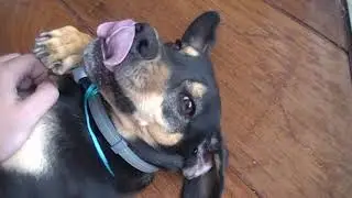 Mané - O Cachorro (Filmadora Everio JVC GZ M630S UB)