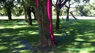 El Arbol