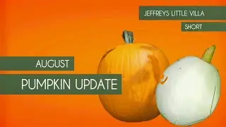 Pumpkin Update - Almost!