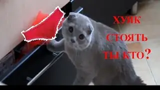 Кота спалили или как мы пили валерьянку (Озвучка Ivona Maxim) 18+