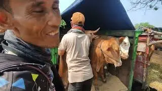 HARGA SAPI DI LUAR PASAR PON BLORA