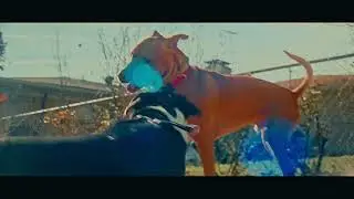 OG bmpcc - Anamorphic film simulation