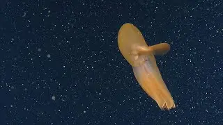 Orange Dumbo Octopus | Nautilus Live
