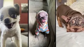 Funny and cute DOGS🐶Videos🔶 Сompilation  # 12🔶