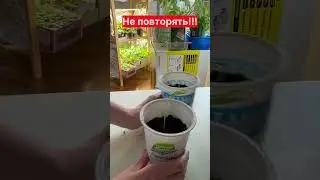 Самая первая ошибка при выращивании рассады огурцов 