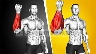 5 Min A Day To Improve Your Forearms