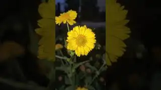 Мой огород 2024
