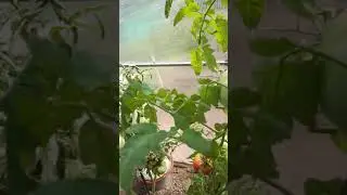 уникальный и очень редкий сорт томата