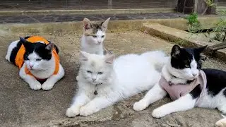 Suara kucing berantem, Everyday so funny