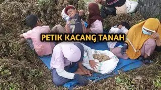 Dian Main ke Sawah PETIK KACANG TANAH