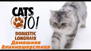 101kote.ru Домашние длинношерстные. Domestic longhair 101cats