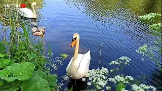 Swan Lake dance of the cygnets  #swans NAT GEO 101