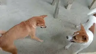 Playtime of the pet dogs🐶🐩🐕