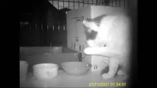 A day in the life of new boy Patches