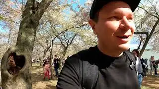 Beautiful cherry blossom in Washington DC
