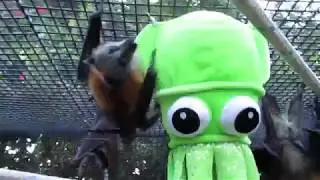 Bats playing with giant squid