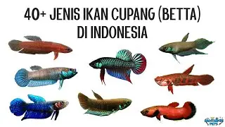 40+ Jenis Ikan Cupang Alam (Wild Betta) di Indonesia