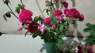Panen Bunga Mawar Merah Buat Pengharum Ruangan | Mawar Merah Muda | Mawar Kuncup | Mawar Mekar