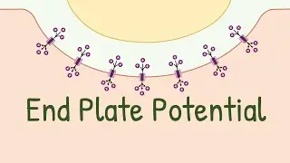 End Plate Potential | Neuromuscular Junction | Neurotransmission | Enough For Title Now