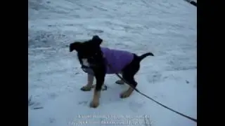Щенок Балу на первой прогулке!